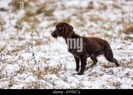 Ein brauner Jagdhund, der aufmerksam im Winter steht. Outdoor-Training auf einem verschneiten Feld Stockfoto