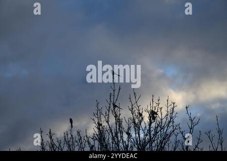 Blass-weißes Bild eines nassen Spinnennetzes. Punkte am Himmel. Stockfoto