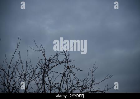 Blass-weißes Bild eines nassen Spinnennetzes. Punkte am Himmel. Stockfoto