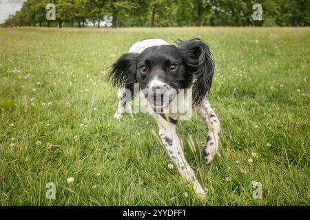 Blue Roan Cocker Spaniel Hund auf Windsor Long Walk Stockfoto