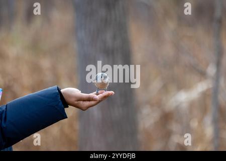 Ein erwachsenes Weibchen, das eine getuftete Titmaus aus der Hand ernährt Stockfoto