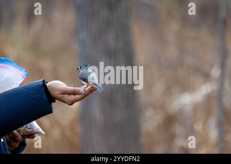 Ein erwachsenes Weibchen, das eine getuftete Titmaus aus der Hand ernährt Stockfoto