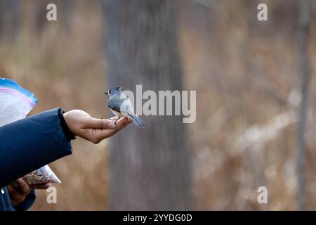 Ein erwachsenes Weibchen, das eine getuftete Titmaus aus der Hand ernährt Stockfoto
