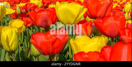 Panorama-Nahaufnahme der roten und gelben Tulpen Stockfoto