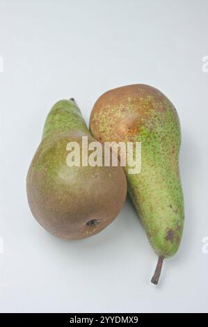 Williams Birnen frisch aus dem Bio-Garten. Stockfoto