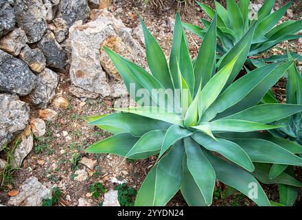 Blankofotografie von Agave attenuata, Fuchsschwanzagave, immergrüner saftiger Staude, Pflanzen und Steinen im Garten, spanische Natur, Mallorca Stockfoto