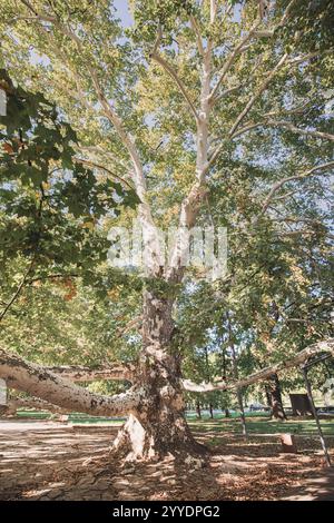 Ein riesiger, alter Platanen-Baum mit weitläufigen Ästen und leuchtend grünen Blättern, hoch in einem sonnendurchfluteten Park, der die Schönheit der Natur im Frühling zeigt Stockfoto