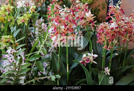 Eine Vielzahl von Dendrobium-Orchideen, die mit rosa, gelben, weißen und pfirsichfarbenen Blüten blühen, in Illinois, USA Stockfoto