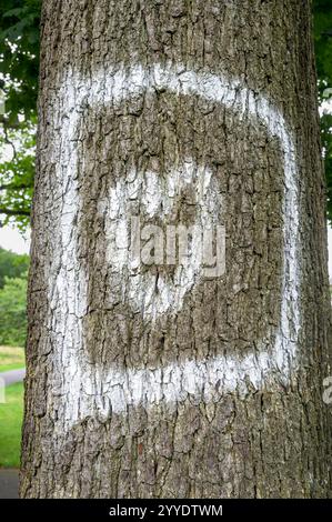 Detail einer Herzform in weiß auf einem Baumstamm gemalt, UK Stockfoto