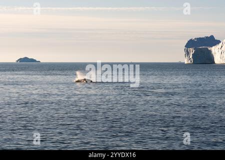 Dieses atemberaubende Bild fängt den Moment ein, in dem ein Buckelwal in den kalten arktischen Gewässern nach Luft auftaucht und beim Ausatmen einen kräftigen Schlag auslöst. Die Stockfoto