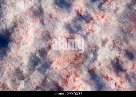 Dieses eindrucksvolle Nahaufnahme-Bild erfasst das Phänomen des „Blutschnees“, bei dem der Schnee rot oder rosa erscheint, weil mikroskopisch kleine Algen in Kälte gedeihen, Stockfoto
