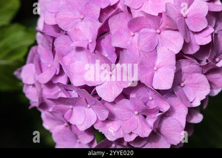 Leuchtende rosa Hortensie Blumen bieten eine atemberaubende Darstellung natürlicher Schönheit, die die Sinne fesselt Stockfoto