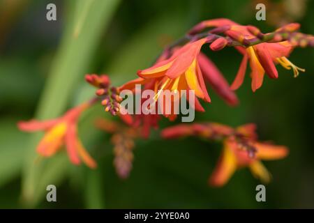 Orangenblüte Crocosmia (Montbretia), aufgenommen im Sommer Stockfoto
