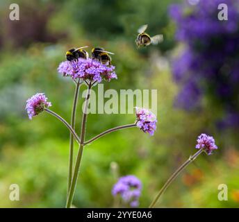 Buff-Schwanzhummeln auf Eisenkraut Blüten im Sommer sammeln Pollen Stockfoto