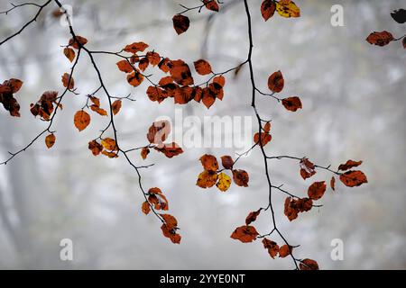 Herbstlaub auf tiefem Ast, der sich vor nebeligem Hintergrund im Beacon Hill Wood in Somerset abhebt Stockfoto