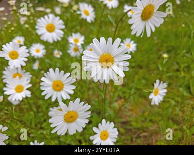 Blühende Gänseblümchen, Leucantheme, im Frühjahr Stockfoto