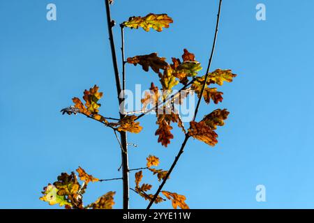 Junge Eiche gegen Ende des Herbstes, mit einigen Blättern, die noch in Stockhill Woods, Priddy, Somerset, Großbritannien, gefunden wurden Stockfoto