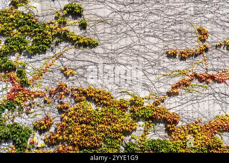 Farbenfrohe wilde Weinstöcke, die im Herbst eine Betonmauer bedecken Stockfoto