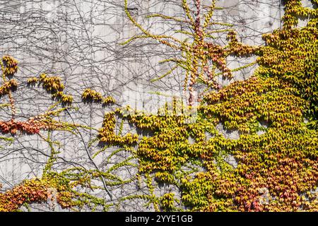 Farbenfrohe wilde Weinstöcke, die im Herbst eine Betonmauer bedecken Stockfoto