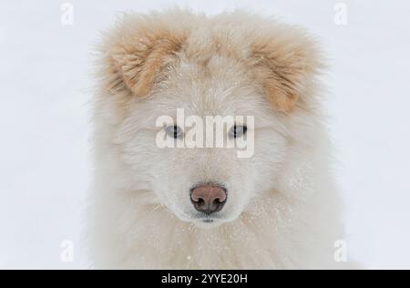 Nahaufnahme Porträt eines Samoiden Hundes. Wolle in Keksfarbe. Stockfoto