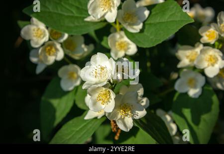 Weiße Blüten von süßlicher Mock-Orange, Weiße Celinda Blüten (Philadelphus coronarius) im Garten Nahaufnahme. Stockfoto