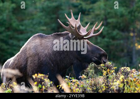 Junge Bullenelche, die durch die Büsche und Bäume in alaska laufen Stockfoto