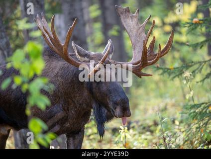 Sehr großer BullenElch während der Furche, die eine Kuh in Alaska in der Nähe duften Stockfoto