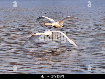 Zwei stumme Schwäne fliegen tief über Wasser Stockfoto