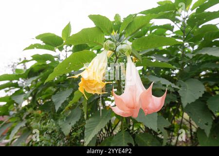 Pfirsichblüten und gelbe Engeltrompeten hängen am Zweig eines Baumes mit grünem Laub Stockfoto