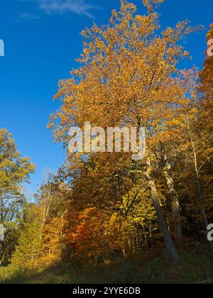 Eine hohe Eiche, die in der Sonne am späten Nachmittag mit goldenen Blättern glänzt Stockfoto