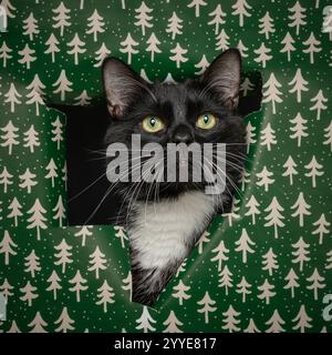 Eine schwarz-weiße Katze, die durch ein Loch aus hellgrünem Geschenkpapier blickt, das mit weißen Weihnachtsbäumen verziert ist. Stockfoto