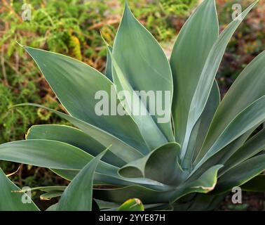 Löwenschwanz alias Schwanenhals oder Fuchsschwanz, Agave attenuata, Sparagaceae, Agavaceae, Mexiko. Stockfoto