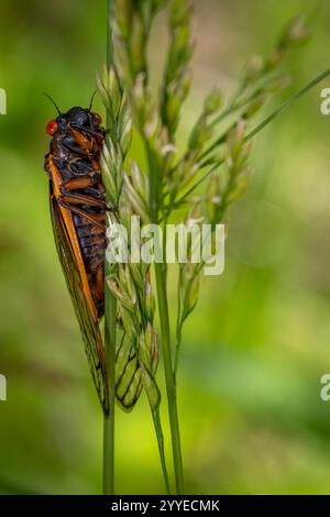 Eine rotäugige Brood X-Cicada klebt an einem Grasblatt, während sie ihre Transformation vollendet. Stockfoto