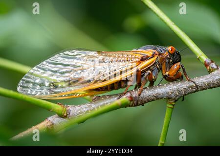 Eine roäugige Brood X Cicada klettert entlang eines Zweigs, während sie seine Transformation vollendet. Stockfoto