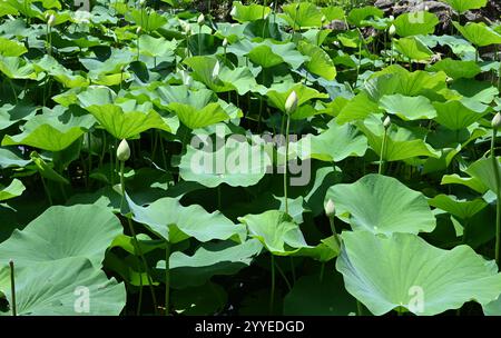 Grüne Lotusblätter im Teich mit Blütenknospen - Heiliger Lotus - Nelumbo nucifera Zen buddhismus Stockfoto