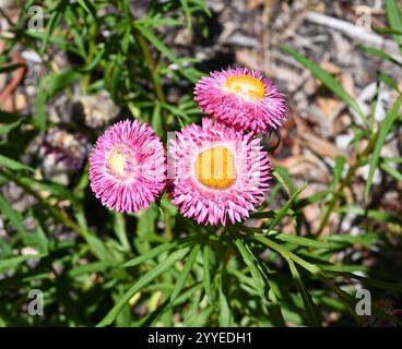 Mohave Serie Strawflower Flower - Paper Gänseblümchen - Bracteantha bracteata - lebendige Blume mit violetten rosa Blüten und gelber Mitte Stockfoto