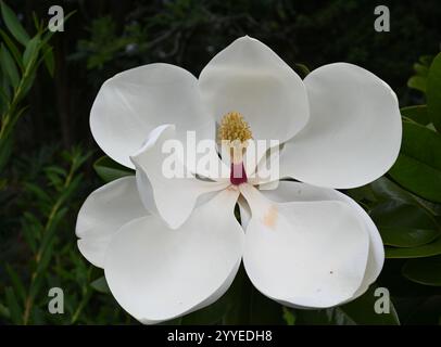 Südliche Magnolienblume - Bullenbucht - Magnolia grandiflora - voll geöffnet blühend Stockfoto