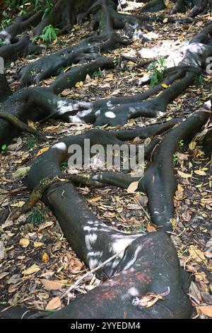 Sonnenverwöhntes knorriges ausgedehntes Baumwurzelsystem im Wald Stockfoto