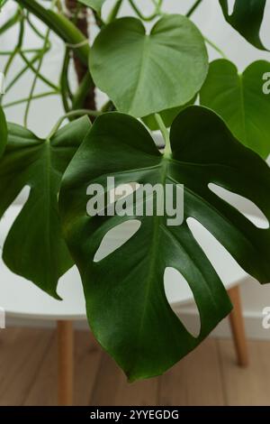 Dunkelgrüne Blätter von Monstera oder Spaltblatt Philodendron Monstera deliciosa der tropische Laubpflanzenbusch populäre Zimmerpflanze isoliert auf weiß Stockfoto