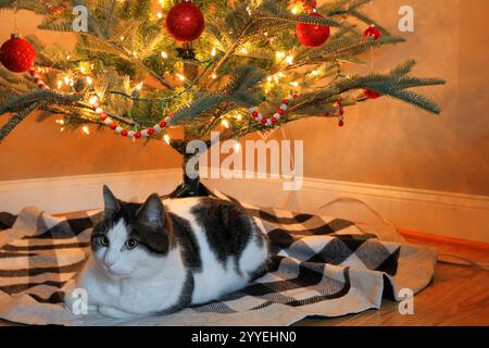 Schwarz-weiße Katze mit grünen Augen, die sich unter dem Weihnachtsbaum zusammengerollt haben Stockfoto