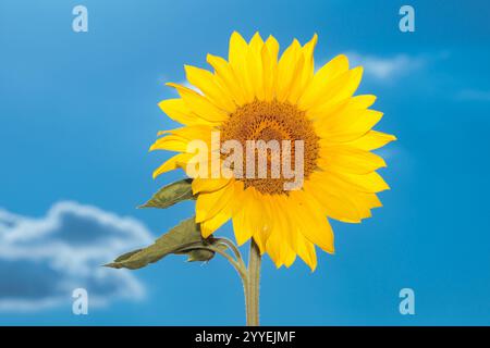 Eine Sonnenblume vor blauem Himmel Stockfoto