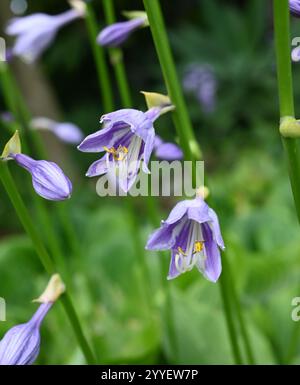 Blaue Hosta-Blüte - Blaue Bananenlilie - Hosta ventricosa - Blumenpaar auf langen Stielen mit ungeöffneten Knospen Stockfoto