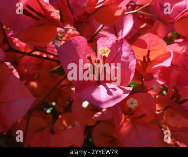 Bougainvillea Blume - kleine Bougainvillea - Paperflower - Bougainvillea glabra Stockfoto