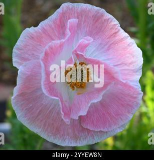 Rosa Shirley Mohnblume - Papaver Rhoeas - rosa Rouge Stockfoto