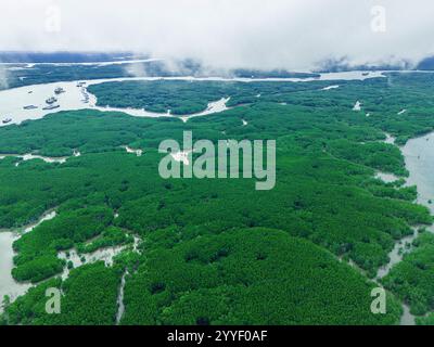 Ein großer grüner Wald mit einem Fluss, der durch ihn fließt. Der Fluss ist voller Boote. Die Bäume sind üppig und grün Stockfoto
