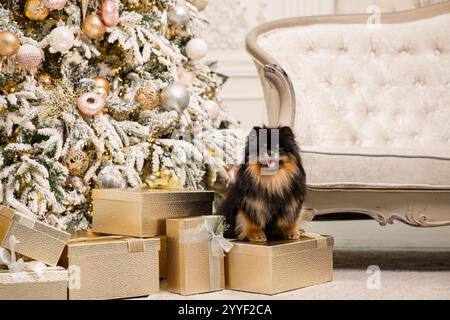 Ein wunderschöner pommerscher Spitz, der mit Weihnachtsdekoration sitzt. Neujahr des Hundes. Niedliches Hündchen mit langen Haaren. Studio-Bild. Stockfoto