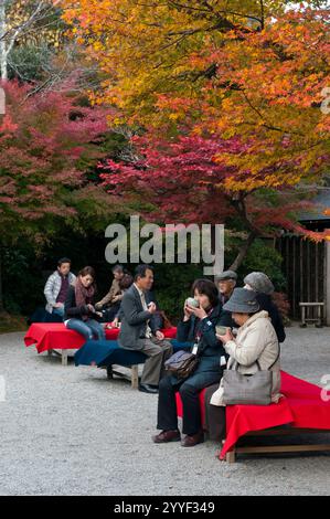 Besucher der Okochi Sanso Villa in Sagano Arashiyama, Kyoto, entspannen sich unter farbenfrohen Herbstahornlaub in einem Garten im Innenhof und trinken Tee, Japan. Stockfoto