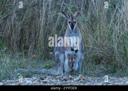 Frau Bennett's Wallaby mit joey, der aus dem Beutel blickt Stockfoto