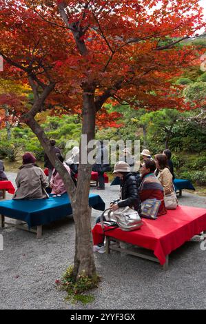 Besucher der Okochi Sanso Villa in Sagano Arashiyama, Kyoto, entspannen sich unter farbenfrohen Herbstahornlaub in einem Garten im Innenhof und trinken Tee, Japan. Stockfoto