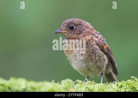 Europäischer Rotkehlchen [ Erithacus rubecula ] Jungvogel auf Moosstumpf Stockfoto